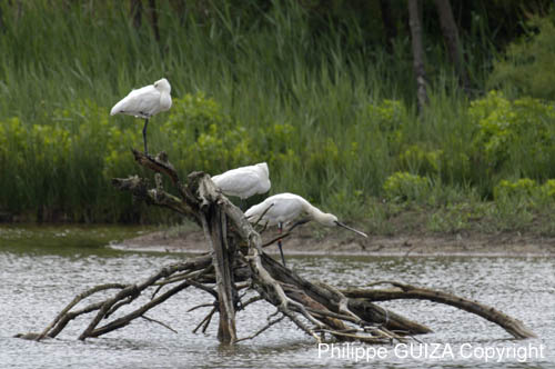 Spatule_blanche_LeTeich_Parc_Ornithologique_mai2006_MI69786