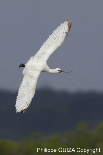 Spatule_blanche_LeTeich_parc_Ornithologique_avril2006_MR61141