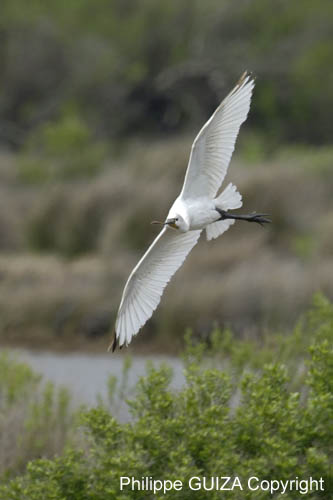 Spatule_blanche_LeTeich_parc_Ornithologique_avril2006_MR61142