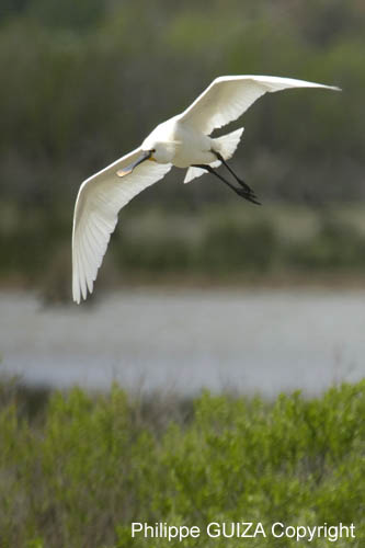 Spatule_blanche_LeTeich_parc_Ornithologique_avril2006_MR61144