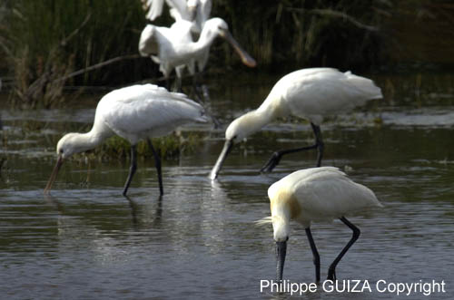 Spatule_blanche_LeTeich_parc_Ornithologique_avril2006_MR61145