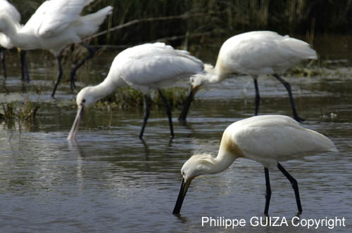 Spatule_blanche_LeTeich_parc_Ornithologique_avril2006_MR61146