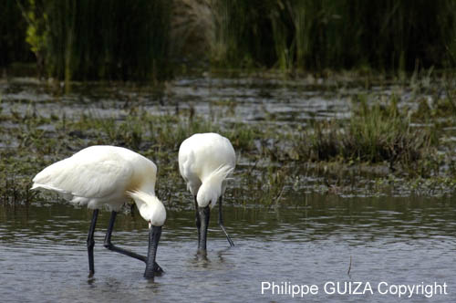 Spatule_blanche_LeTeich_parc_Ornithologique_avril2006_MR61147