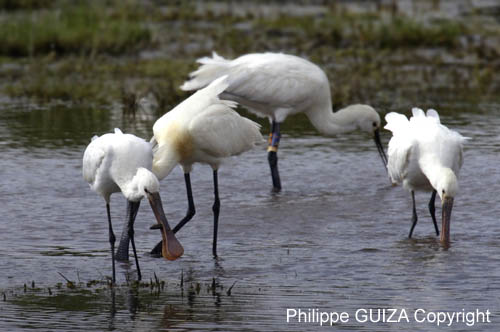 Spatule_blanche_LeTeich_parc_Ornithologique_avril2006_MR61151