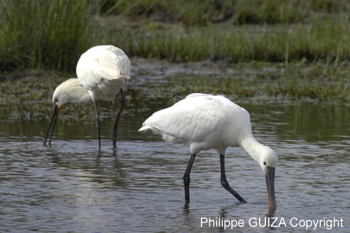 Spatule_blanche_LeTeich_parc_Ornithologique_avril2006_MR61152