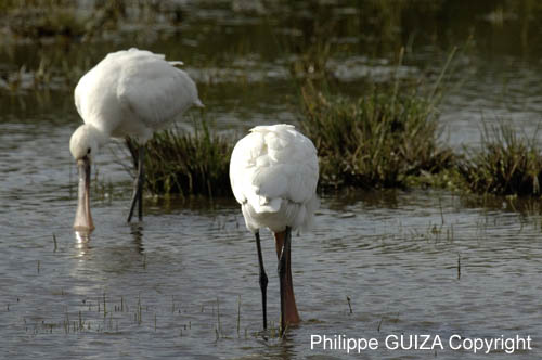 Spatule_blanche_LeTeich_parc_Ornithologique_avril2006_MR61154