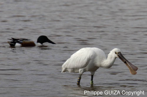Spatule_blanche_LeTeich_parc_Ornithologique_avril2006_MR61156