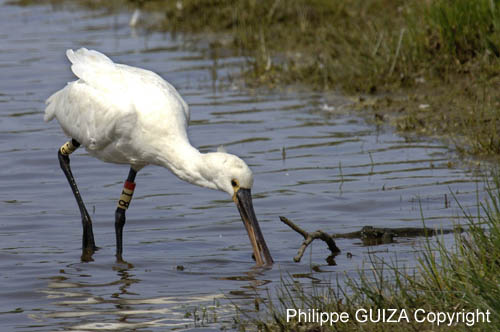 Spatule_blanche_LeTeich_parc_Ornithologique_avril2006_MR61159
