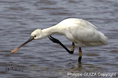 Spatule_blanche_LeTeich_parc_Ornithologique_avril2006_MR61160