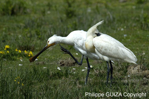 Spatule_blanche_LeTeich_parc_Ornithologique_avril2006_MR61161