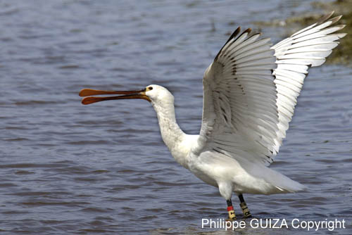 Spatule_blanche_LeTeich_parc_Ornithologique_avril2006_MR61162