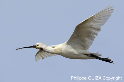 Spatule_blanche_LeTeich_parc_Ornithologique_avril2006_MR61164