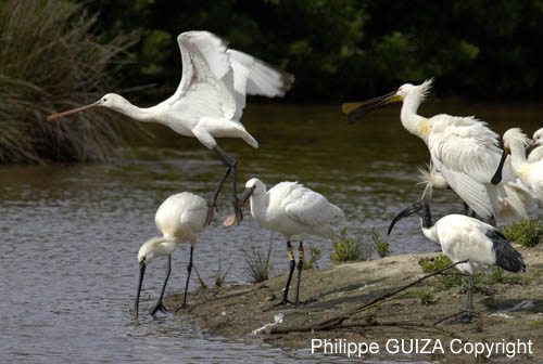 Spatule_blanche_LeTeich_parc_Ornithologique_avril2006_MR61165