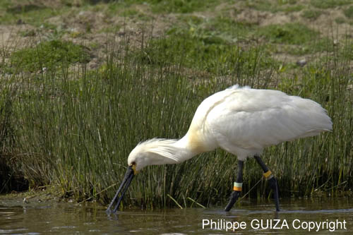 Spatule_blanche_LeTeich_parc_Ornithologique_avril2006_MR61166