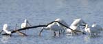 Spatule_blanche_LeTeich_Parc_Ornithologique_Septembre2006_JN61907