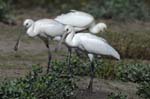 Spatule_blanche_LeTeich_Parc_Ornithologique_Septembre2006_JN62100