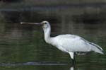 Spatule_blanche_LeTeich_Parc_Ornithologique_Septembre2006_JN62544