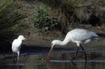 Spatule_blanche_LeTeich_Parc_Ornithologique_Septembre2006_JN62611
