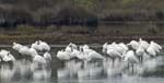 Spatule_blanche_LeTeich_Parc_Ornithologique_Septembre2006_JN62731