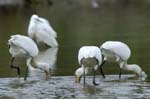 Spatule_blanche_LeTeich_Parc_Ornithologique_Septembre2006_JN64452