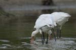 Spatule_blanche_LeTeich_Parc_Ornithologique_Septembre2006_JN64454