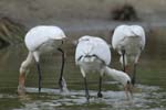 Spatule_blanche_LeTeich_Parc_Ornithologique_Septembre2006_JN64455