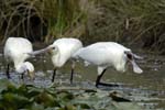 Spatule_blanche_LeTeich_Parc_Ornithologique_Septembre2006_JN64492