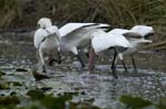 Spatule_blanche_LeTeich_Parc_Ornithologique_Septembre2006_JN64496