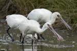 Spatule_blanche_LeTeich_Parc_Ornithologique_Septembre2006_JN64528