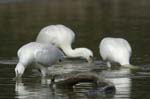 Spatule_blanche_LeTeich_Parc_Ornithologique_Septembre2006_JN64539