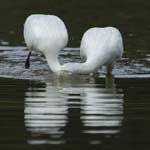 Spatule_blanche_LeTeich_Parc_Ornithologique_Septembre2006_JN64543
