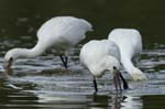 Spatule_blanche_LeTeich_Parc_Ornithologique_Septembre2006_JN64546