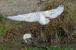 Spatule_blanche_LeTeich_Parc_Ornithologique_Septembre2006_JN64554