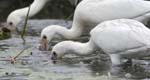 Spatule_blanche_LeTeich_Parc_Ornithologique_Septembre2006_JN65447