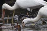 Spatule_blanche_LeTeich_Parc_Ornithologique_Septembre2006_JN65450