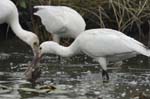 Spatule_blanche_LeTeich_Parc_Ornithologique_Septembre2006_JN65456