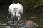 Spatule_blanche_LeTeich_Parc_Ornithologique_Septembre2006_JN65469