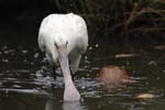 Spatule_blanche_LeTeich_Parc_Ornithologique_Septembre2006_JN65470