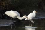 Spatule_blanche_LeTeich_Parc_Ornithologique_Septembre2006_JN68347