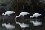 Spatule_blanche_LeTeich_Parc_Ornithologique_Septembre2006_JN68441