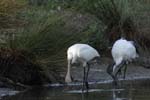 Spatule_blanche_LeTeich_Parc_Ornithologique_Septembre2006_JN68455
