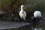 Spatule_blanche_LeTeich_Parc_Ornithologique_Septembre2006_JN68461