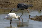 Spatule_blanche_LeTeich_Parc_Ornithologique_mai2006_MI66982