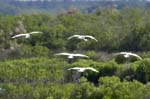Spatule_blanche_LeTeich_Parc_Ornithologique_mai2006_MI67060