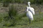 Spatule_blanche_LeTeich_Parc_Ornithologique_mai2006_MI67071