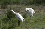 Spatule_blanche_LeTeich_Parc_Ornithologique_mai2006_MI67076