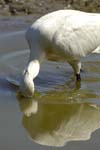 Spatule_blanche_LeTeich_Parc_Ornithologique_mai2006_MI67091