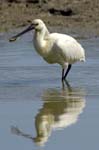 Spatule_blanche_LeTeich_Parc_Ornithologique_mai2006_MI67103