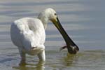 Spatule_blanche_LeTeich_Parc_Ornithologique_mai2006_MI67140