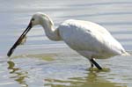 Spatule_blanche_LeTeich_Parc_Ornithologique_mai2006_MI67144